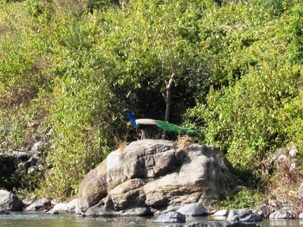 Elephant Brook Resort Rishikesh Bagian luar foto